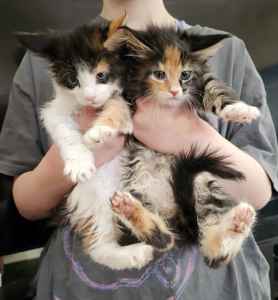 MAINE COON KITTENS & ADULTS AVAILABLE FROM BELLACATS