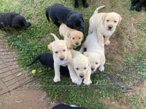 Labrador puppies for cape town fashion gumtree