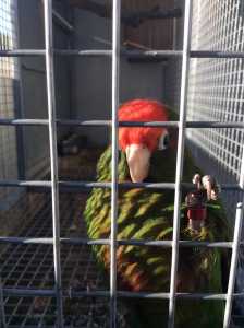 ROSECROWNED CONURE PAIR PHONE OR TXT ONLY 