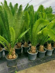 Giant Dioon Cycads 