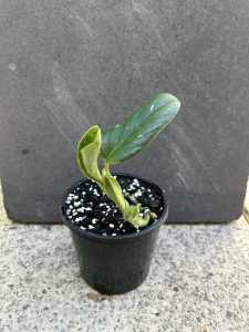 Variegated Monstera Standleyana (Indoor/Outdoor Plant)