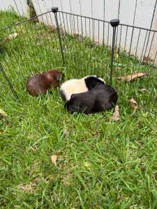 3 x female Guinea pigs