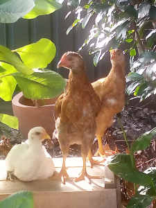14 week old Hens