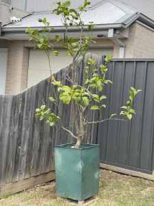 Well Established Citrus Lemon Tree plant in Glazed Terracotta Pot