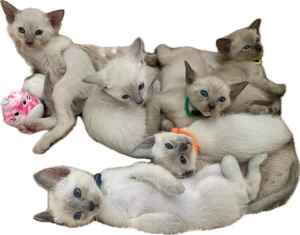 Chocolate / Lilac Point Siamese kittens