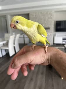 Hand raised baby Quaker Parrot 