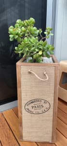 Indoor Plant in Timber French Paris Container