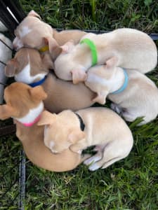 Purebred Chihuahua Puppies all sold