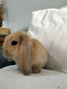 Pure bred mini lop available now