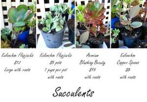 Succulents Plants Assorted from $1