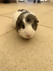 2 Guinea Pigs and Enclosures 