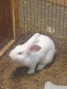 GIANT FLEMISH NZ WHITE RABBITS GET IN QUICK ONLY 2 LEFT