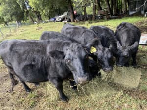 Lowline cattle 