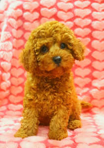 Stunning Ruby Cavoodle - Ready Now