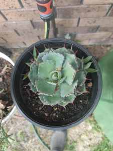 Aloe Vera plant in 18 cm pot