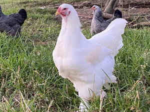 White Brahma pair, blue hen and pencilled pullet 