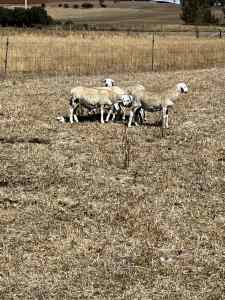 Australian White Ewe Lambs