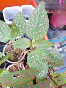Polka Dot plant (Freckle Face plant)