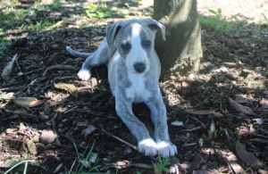 ANKC Registered Pure Bred Whippet Pups