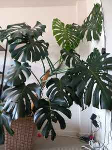 Large monstera plant 