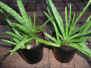 Aloe veras, lots of healthy plants in a pot, $5 a pot