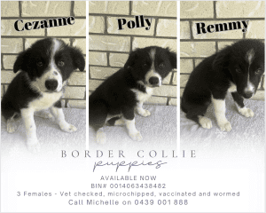 1 Border Collie Pup Left - ALL SOLD