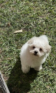 Maltese Shihtzu /Toy Poodle Boy - Card Payment Accepted