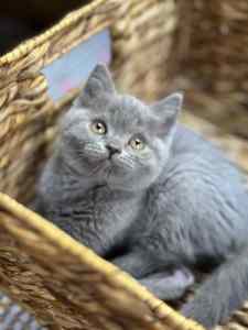 Purebred British Shorthair Kittens