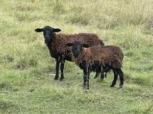 Dorper & Dorper X lambs and ewe