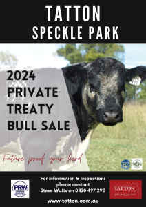 Registered Speckle Park Bulls for Sale (X6)