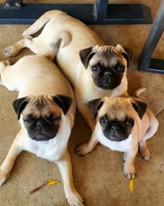 ad expiring very soon. Loving homes wanted - Purebred Pug puppies