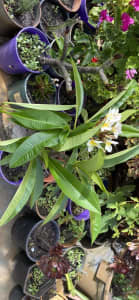 Plants frangipani