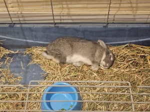 Free bunnies and cage only to good home desexed