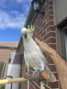 Tamed Cockatoo with large cage