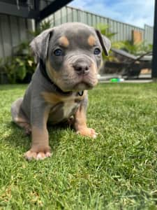 exotic American pocket bullies, Dogs & Puppies, Gumtree Australia  Playford Area - Smithfield