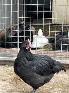 Australorp roosters 9 weeks old