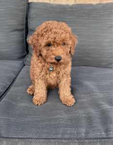 READY NOW Pure bred Red Small/Miniature Poodle