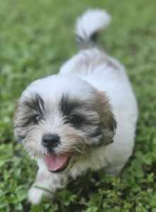Shihtzu X Puppy looking for his forever Home