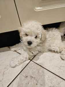 🐩 Toy Poodle Pups Pure-bred 🐩