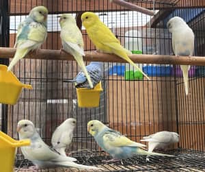 Pet Budgies ready for new homes