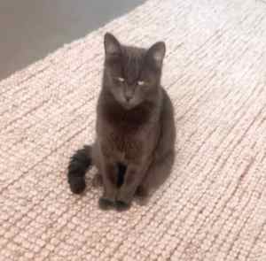 Grey cat for re home
