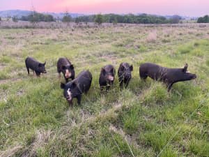 Berkshire Piglets 1-2 months old and sows 2 years old