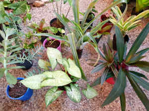 Cheap, all are $5 potted Plants 