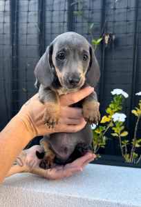 Miniature dachshund blue and tan