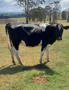 2 x dairy heifers for sale 
