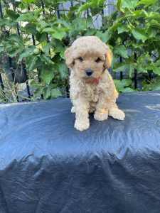 Cavoodle Puppies, ready for pick up 🐶