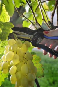 Vesco B3-Grape cutting-and-cleaning shears