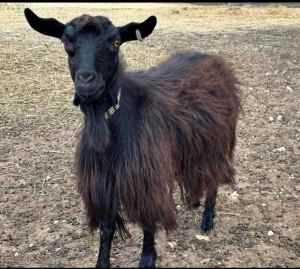 Australian Miniature Goat - Doe