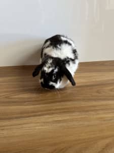 Female bunny to rehome