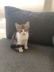 Female Kitten for Sale